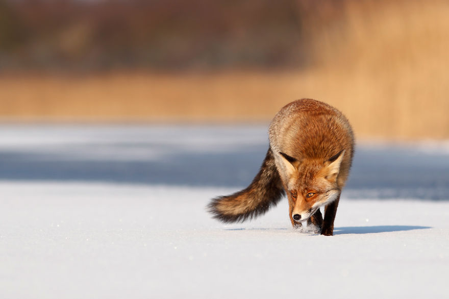Red fox (vulpes vulpes) crossing a frozen lake