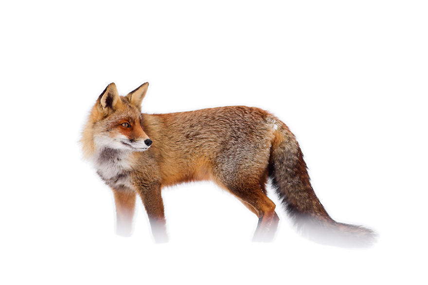 zorros-rojos-nieve-roeselien-raimond- (13)