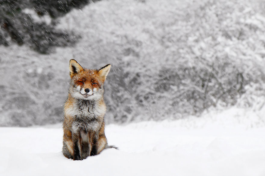 zorros-rojos-nieve-roeselien-raimond- (14)