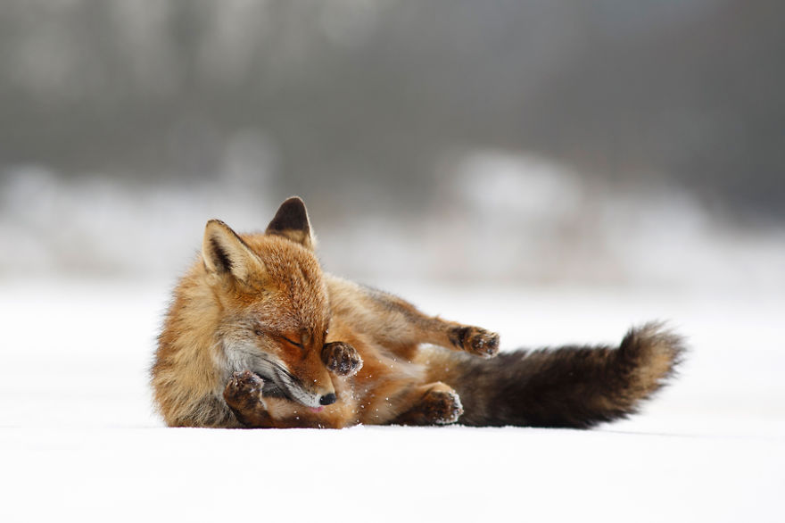 Red fox (vulpes vulpes) enjoys rolling in the snow