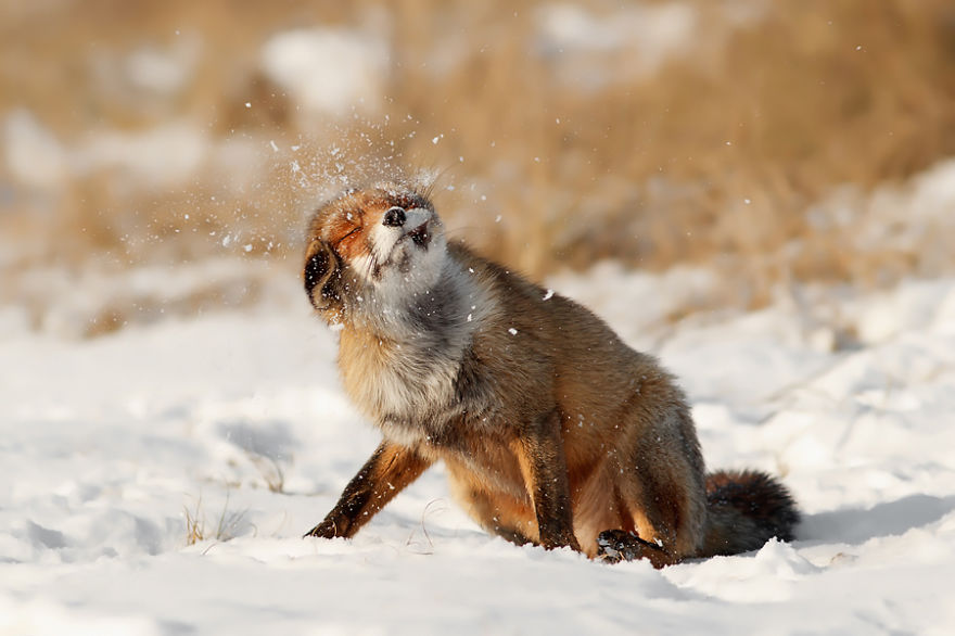 zorros-rojos-nieve-roeselien-raimond- (16)