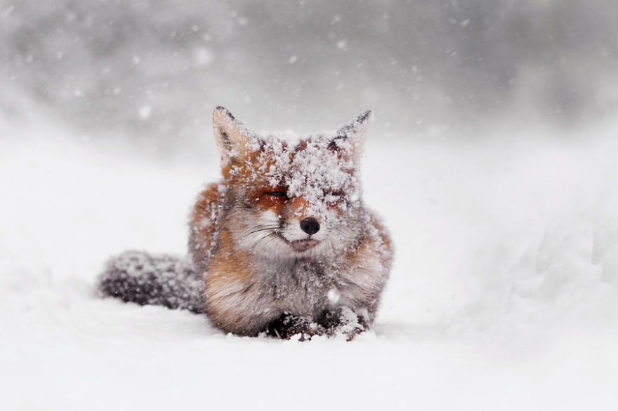 zorros-rojos-nieve-roeselien-raimond- (17)