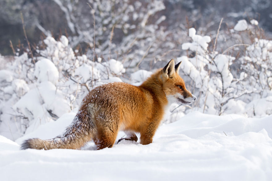 zorros-rojos-nieve-roeselien-raimond- (18)
