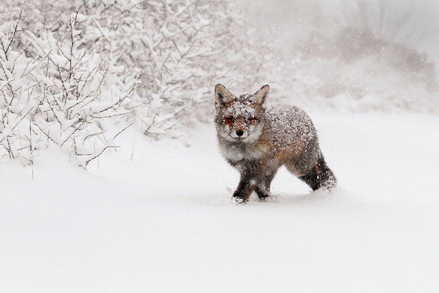 zorros-rojos-nieve-roeselien-raimond- (4)