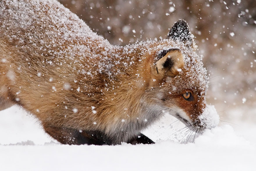 zorros-rojos-nieve-roeselien-raimond- (5)
