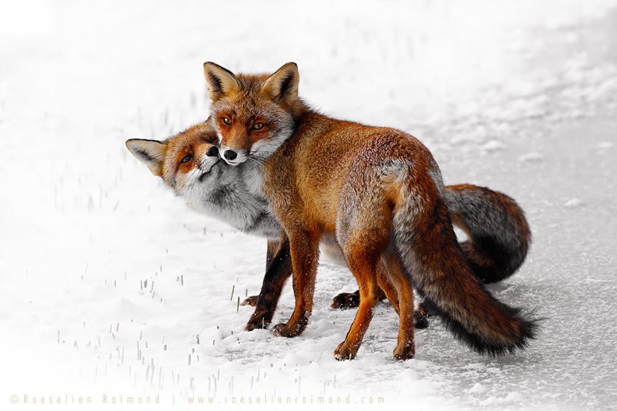 zorros-rojos-nieve-roeselien-raimond- (6)