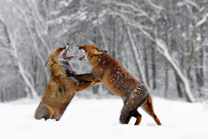 zorros-rojos-nieve-roeselien-raimond- (8)