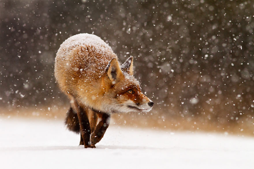 zorros-rojos-nieve-roeselien-raimond- (9)