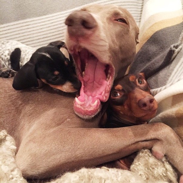 amistad-perros-harlow-indiana-reese (1)