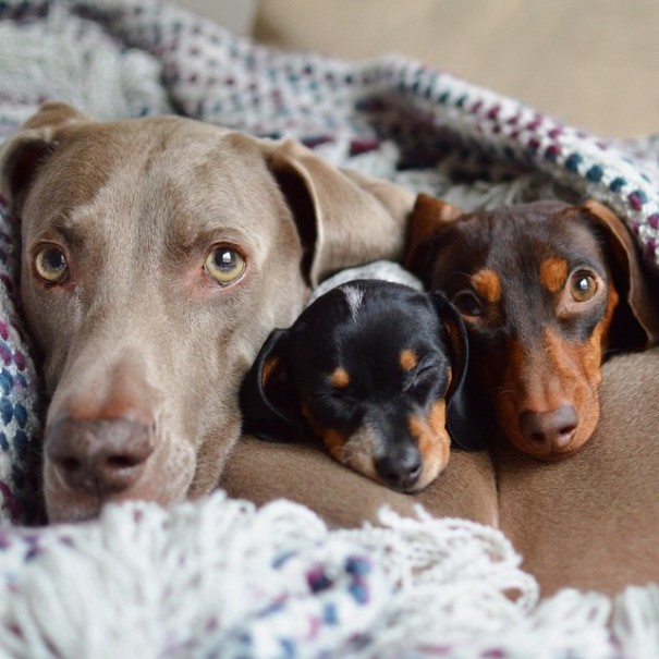 amistad-perros-harlow-indiana-reese (10)