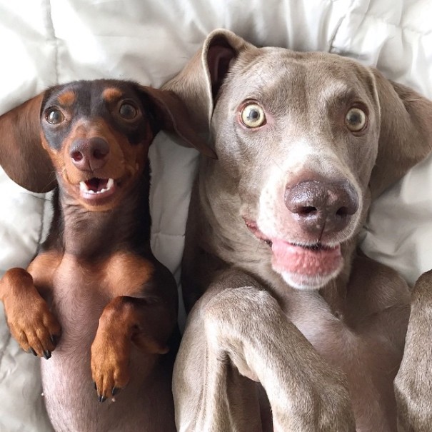 amistad-perros-harlow-indiana-reese (11)