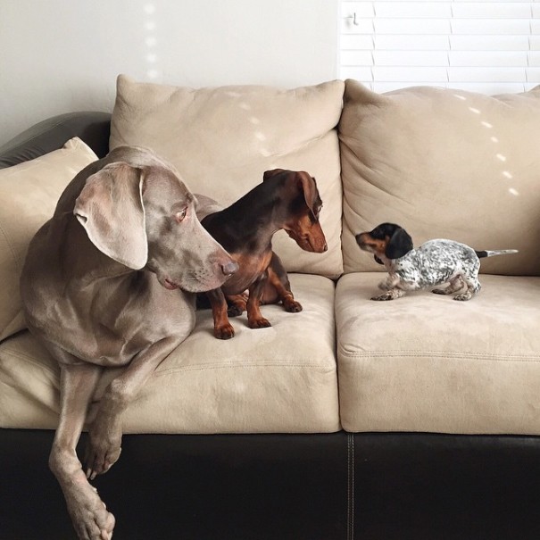amistad-perros-harlow-indiana-reese (12)