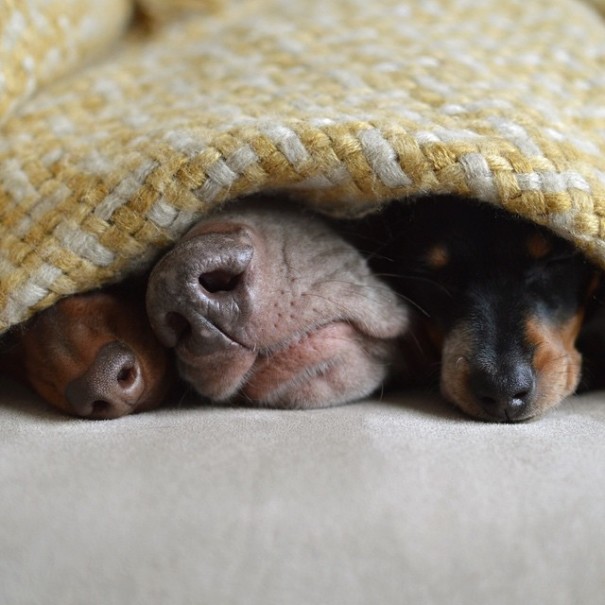 amistad-perros-harlow-indiana-reese (14)