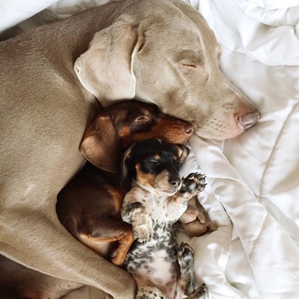 amistad-perros-harlow-indiana-reese (15)
