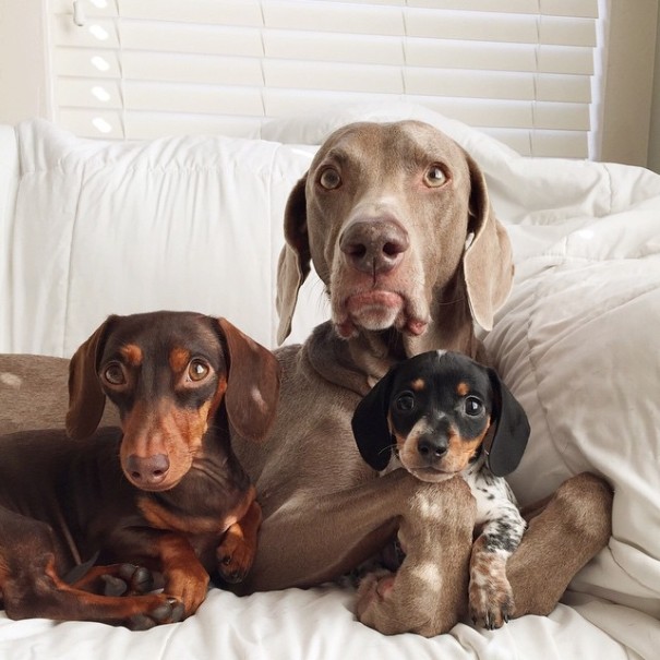 amistad-perros-harlow-indiana-reese (18)