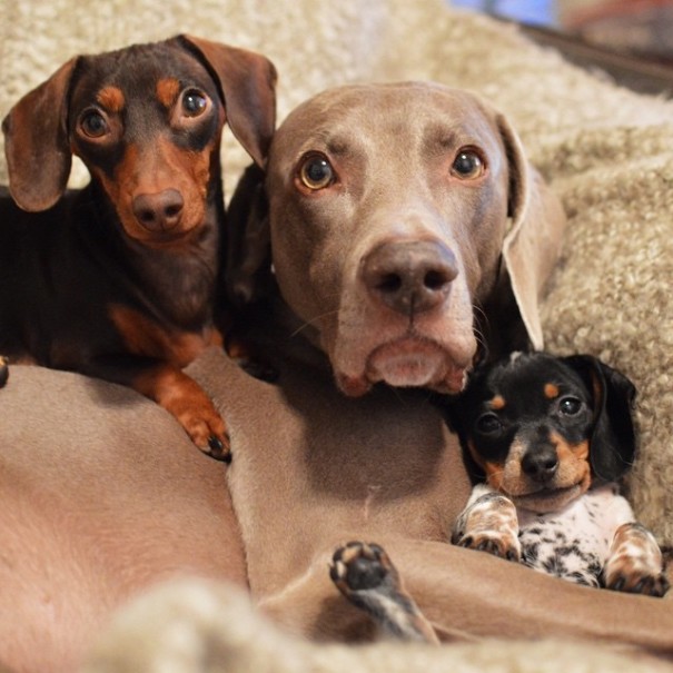 amistad-perros-harlow-indiana-reese (19)