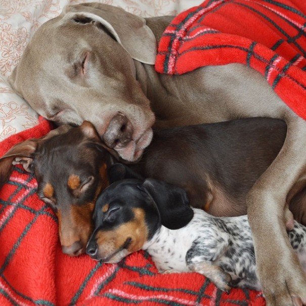 amistad-perros-harlow-indiana-reese (3)