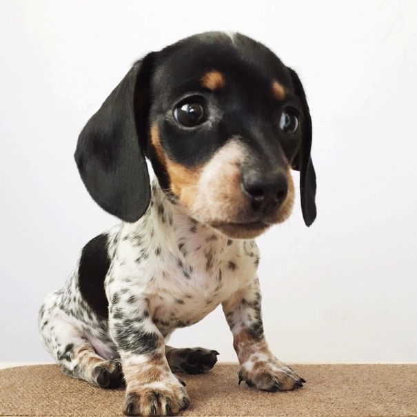 amistad-perros-harlow-indiana-reese (6)
