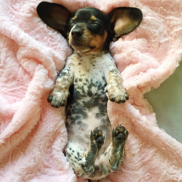 amistad-perros-harlow-indiana-reese (7)