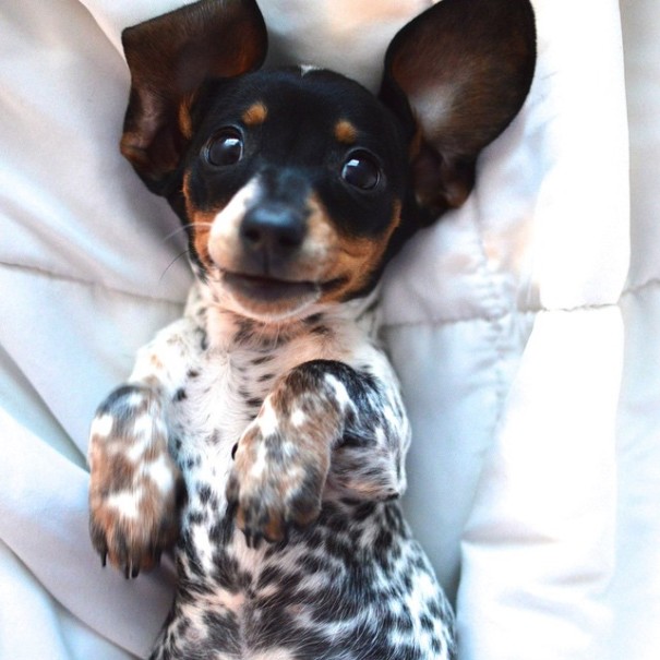 amistad-perros-harlow-indiana-reese (8)