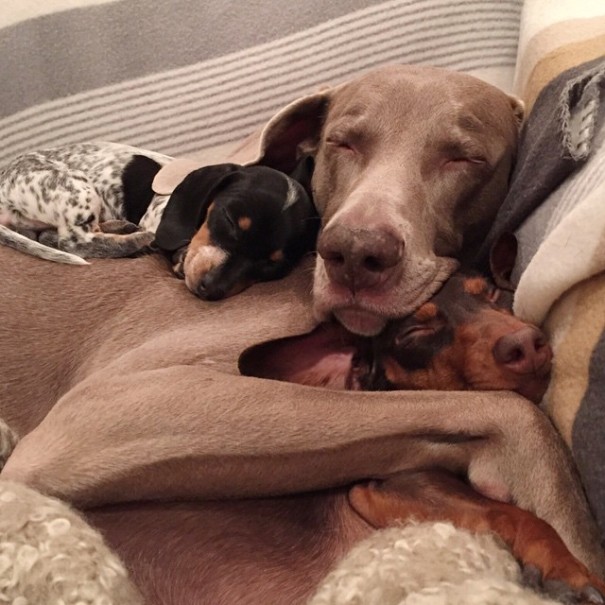 amistad-perros-harlow-indiana-reese (9)