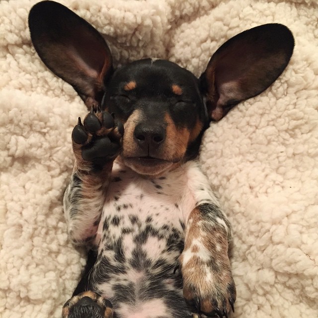 Un nuevo cachorrito se une al adorable dúo perruno de Harlow e Indiana