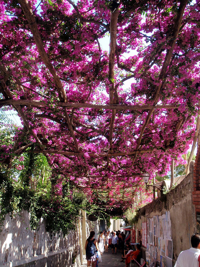 calles-arboles-flores (12)