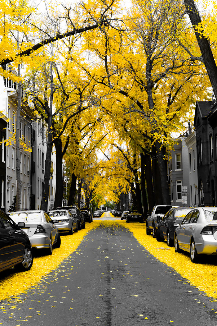 calles-arboles-flores (15)