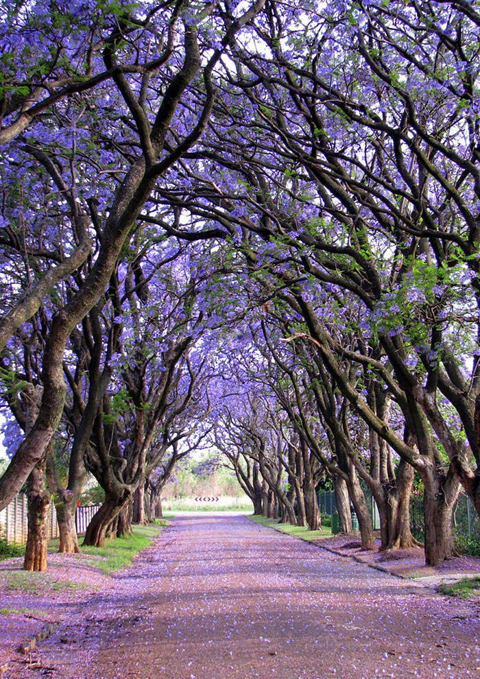 calles-arboles-flores (16)