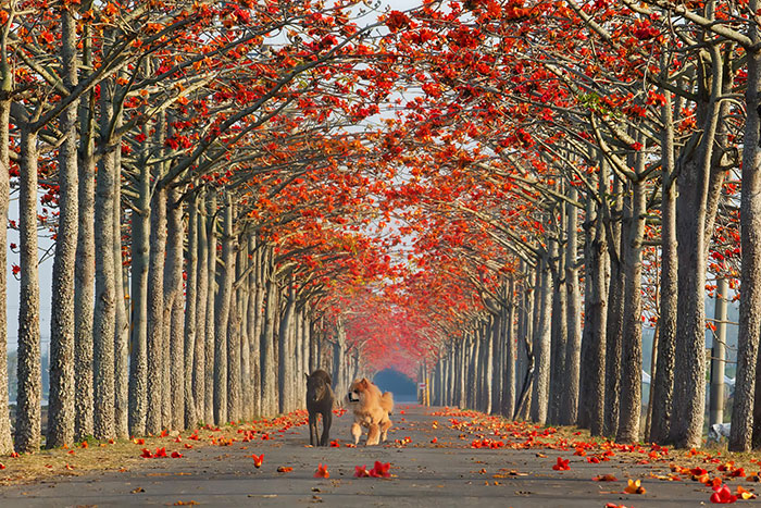 calles-arboles-flores (2)