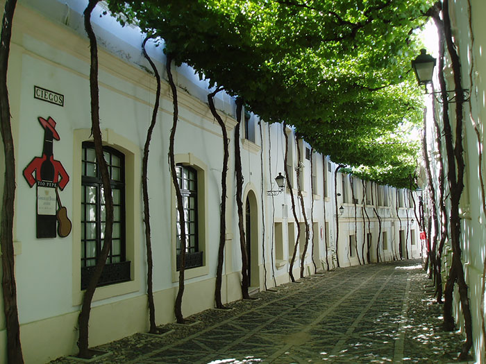 calles-arboles-flores (3)