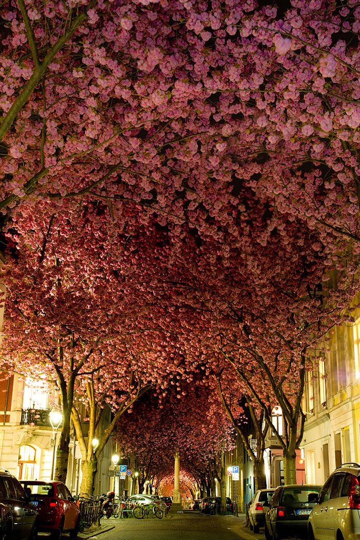 calles-arboles-flores (4)