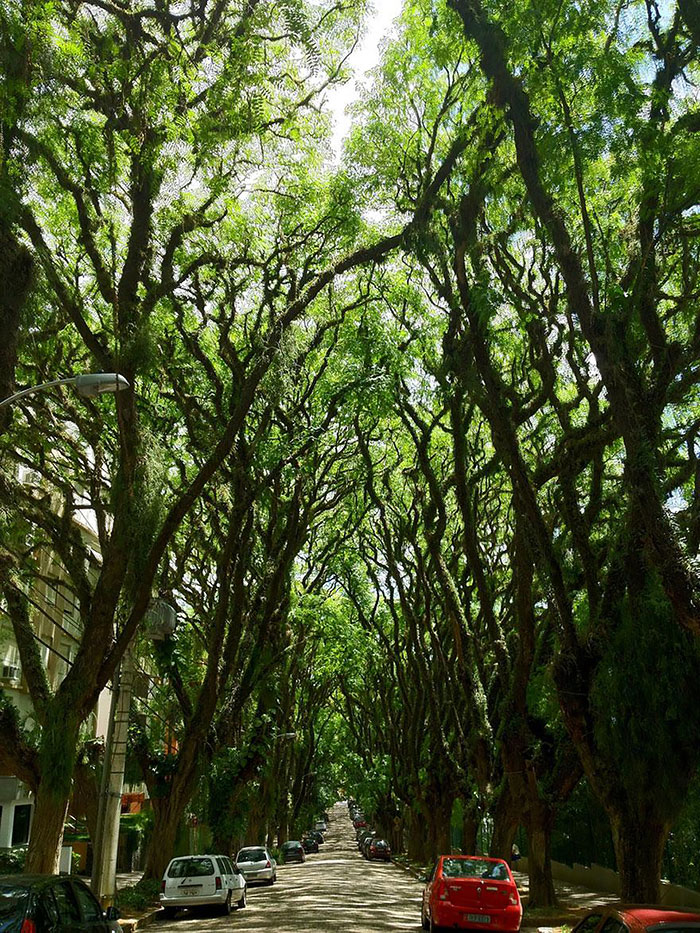 calles-arboles-flores (6)