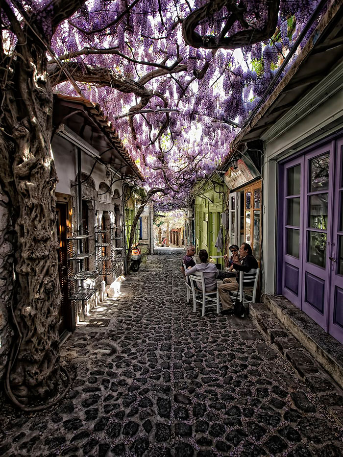 calles-arboles-flores (7)