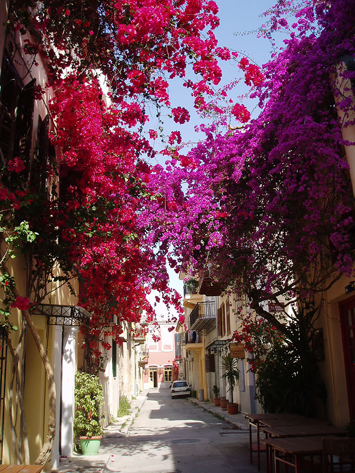 calles-arboles-flores (9)