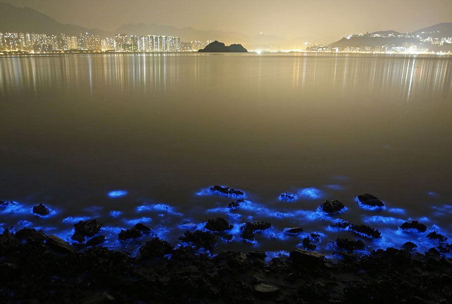 chispa-mar-bioluminiscente-hong-kong (2)
