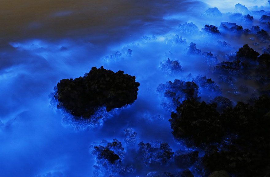 chispa-mar-bioluminiscente-hong-kong (4)