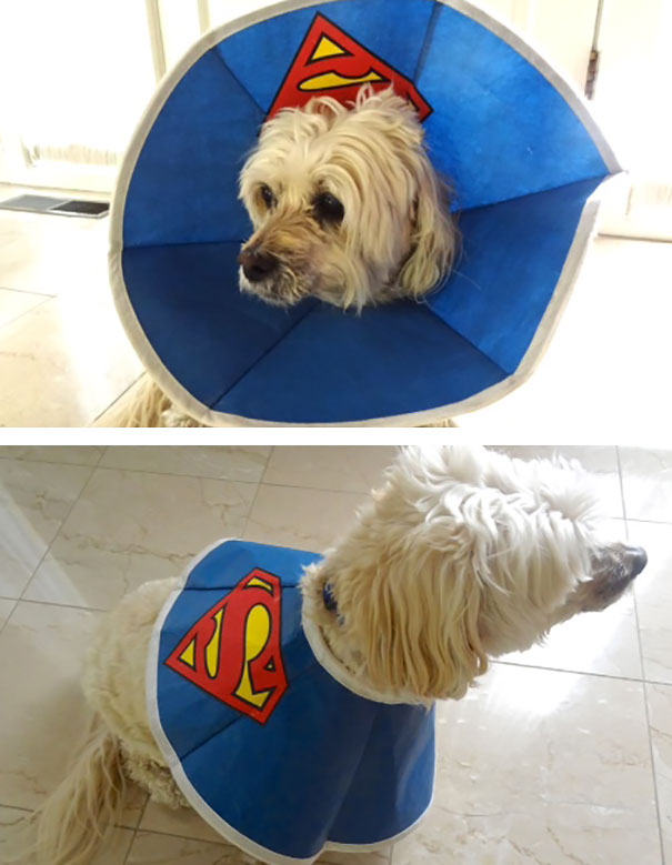 creativos-conos-mascotas-collares-isabelinos (11)