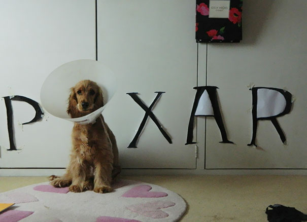 creativos-conos-mascotas-collares-isabelinos (16)