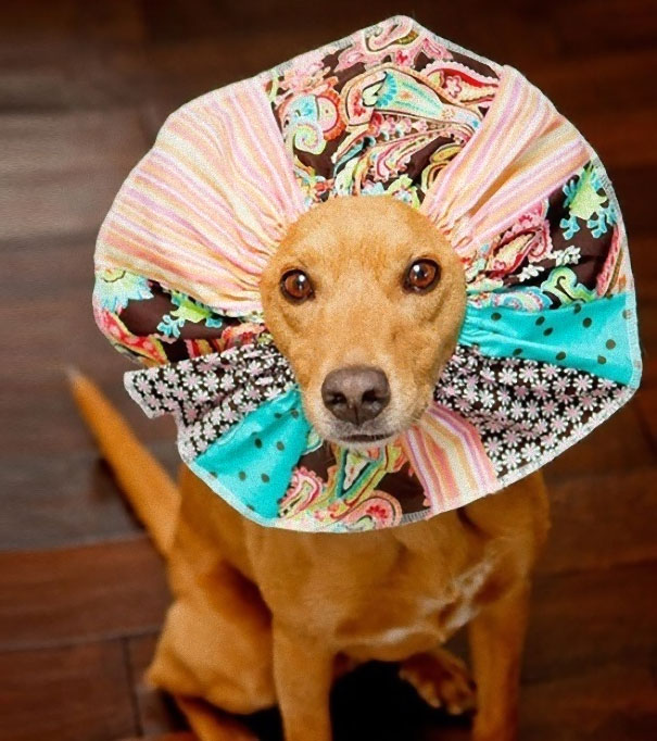 creativos-conos-mascotas-collares-isabelinos (19)