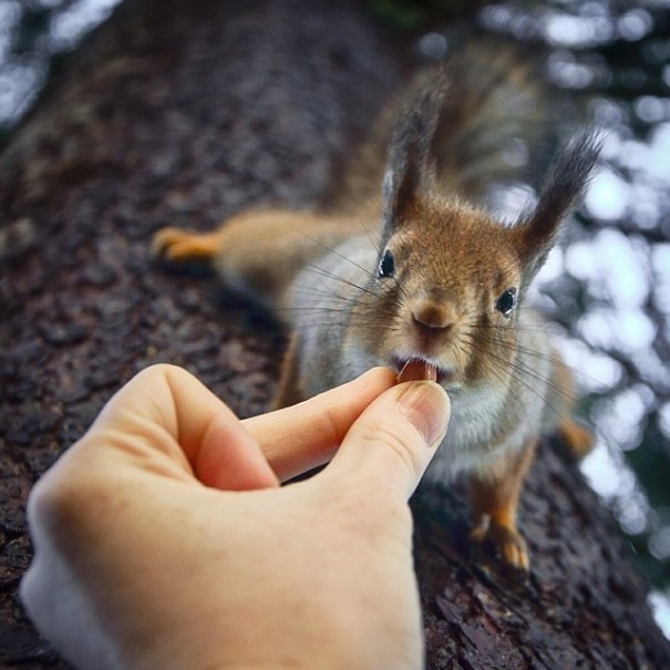 fotos-alimentando-animales-salvajes-finlandia-konsta-punkka (1)