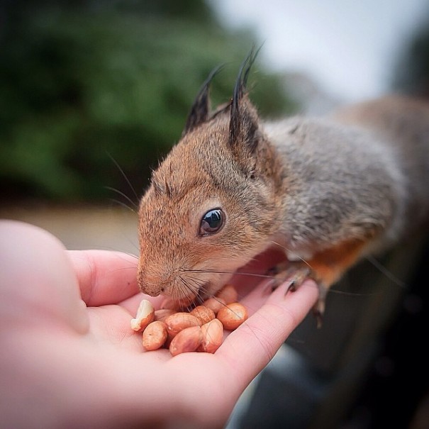 fotos-alimentando-animales-salvajes-finlandia-konsta-punkka (11)