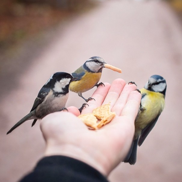 fotos-alimentando-animales-salvajes-finlandia-konsta-punkka (12)