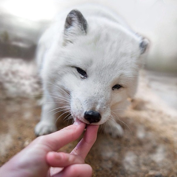 fotos-alimentando-animales-salvajes-finlandia-konsta-punkka (16)