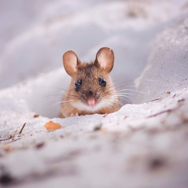 fotos-alimentando-animales-salvajes-finlandia-konsta-punkka (19)