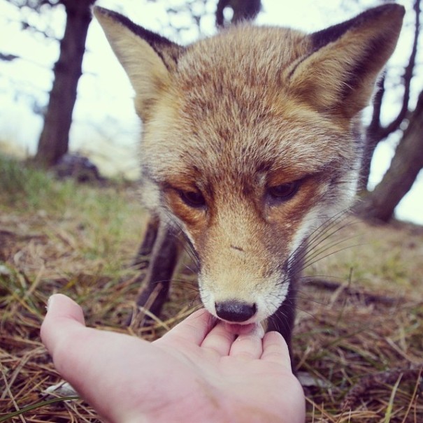 fotos-alimentando-animales-salvajes-finlandia-konsta-punkka (2)