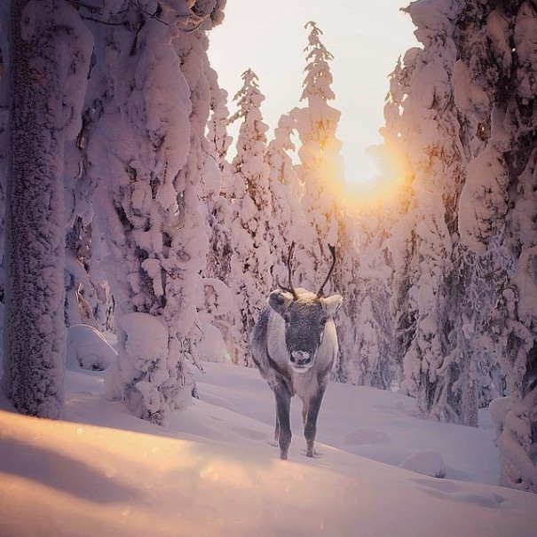 fotos-alimentando-animales-salvajes-finlandia-konsta-punkka (20)
