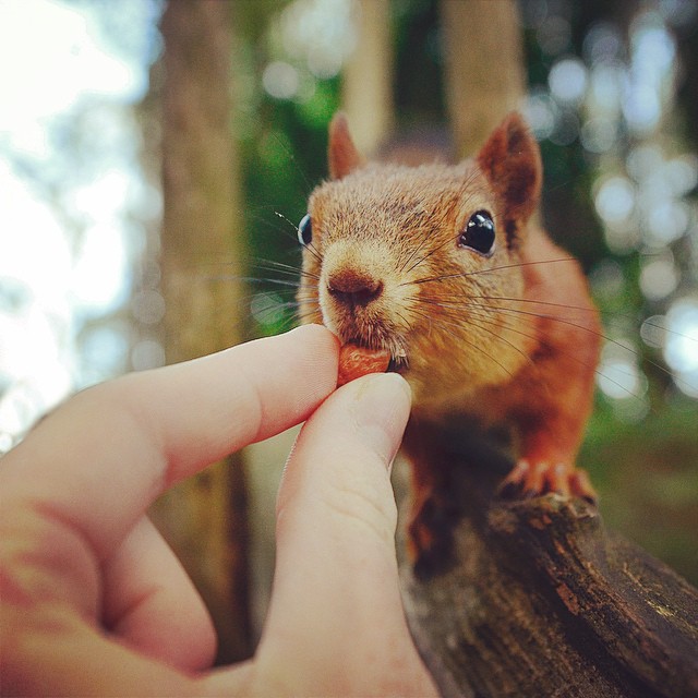 fotos-alimentando-animales-salvajes-finlandia-konsta-punkka (5)
