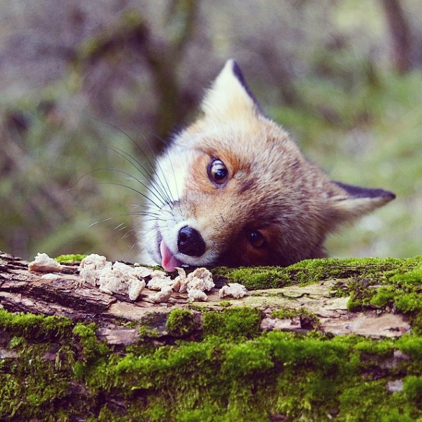 fotos-alimentando-animales-salvajes-finlandia-konsta-punkka (6)