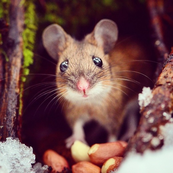 fotos-alimentando-animales-salvajes-finlandia-konsta-punkka (7)